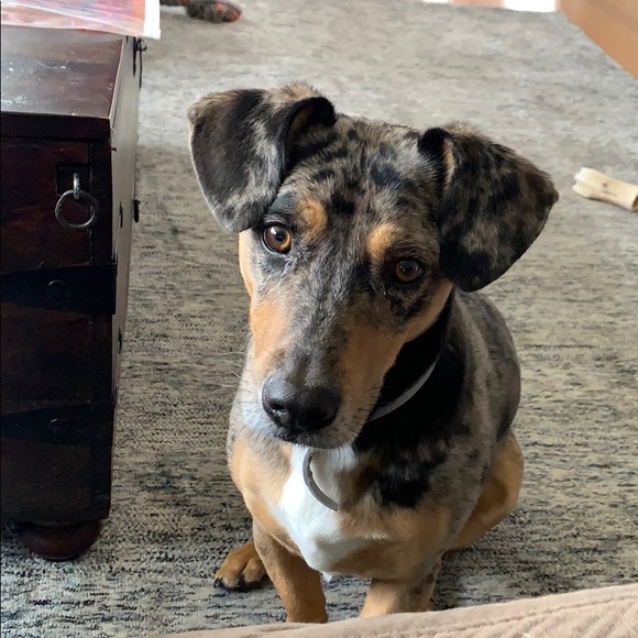 Weird dog - Picture 2 of 2